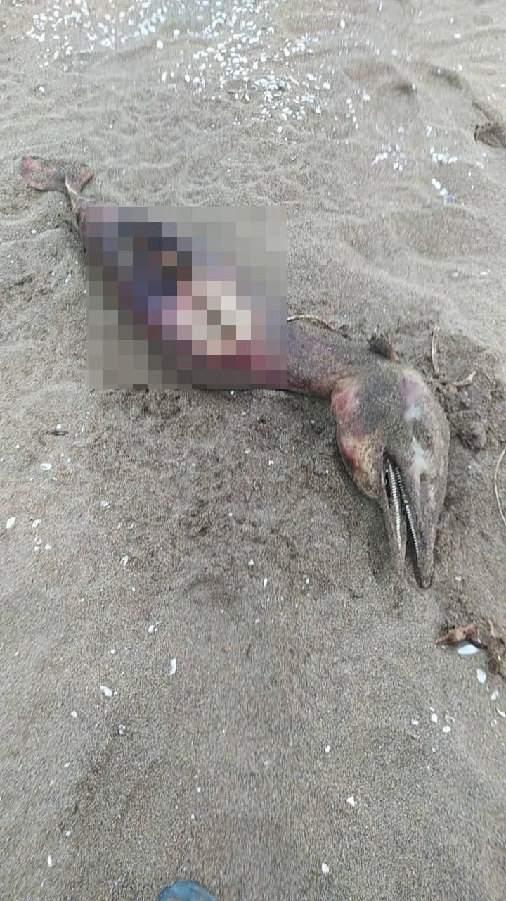 Gören yaratık sandı, bakın ne çıktı