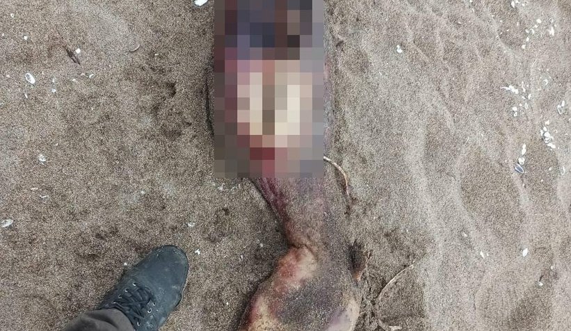 Gören yaratık sandı, bakın ne çıktı