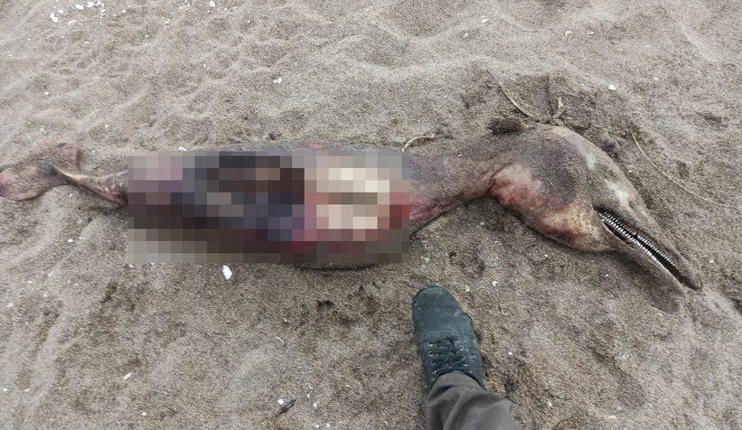 Gören yaratık sandı, bakın ne çıktı