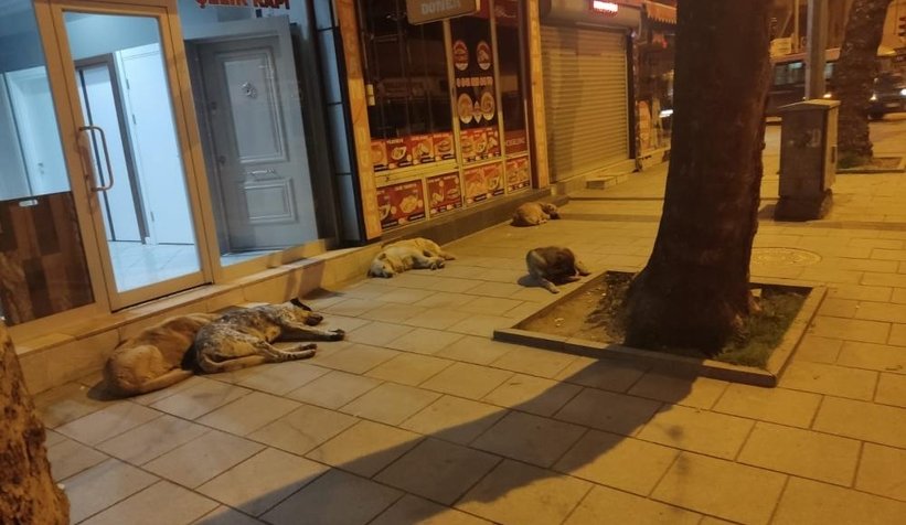 Grup halinde gezen sokak köpekleri korkutuyor