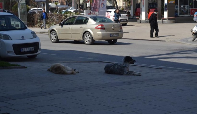 Grup halinde gezen sokak köpekleri korkutuyor