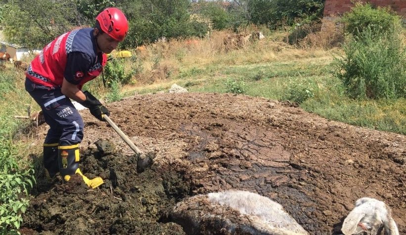 Gübre yığının içine batan eşek kurtarıldı