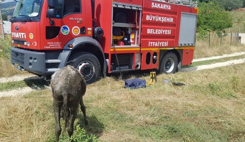 Gübre yığının içine batan eşek kurtarıldı