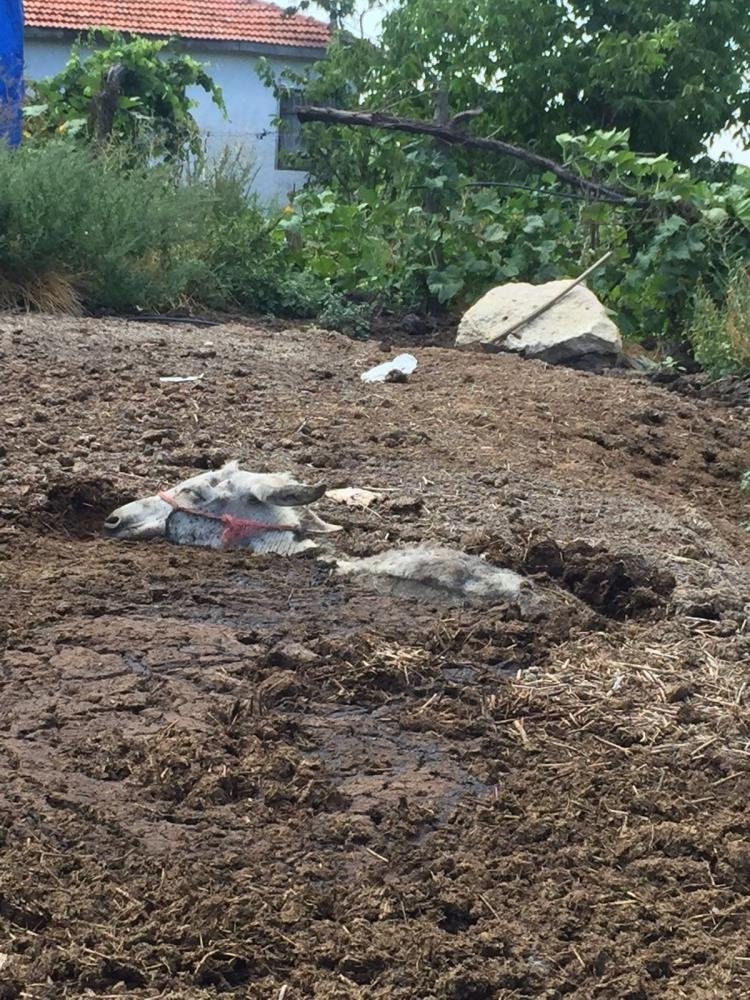 Gübre yığının içine batan eşek kurtarıldı