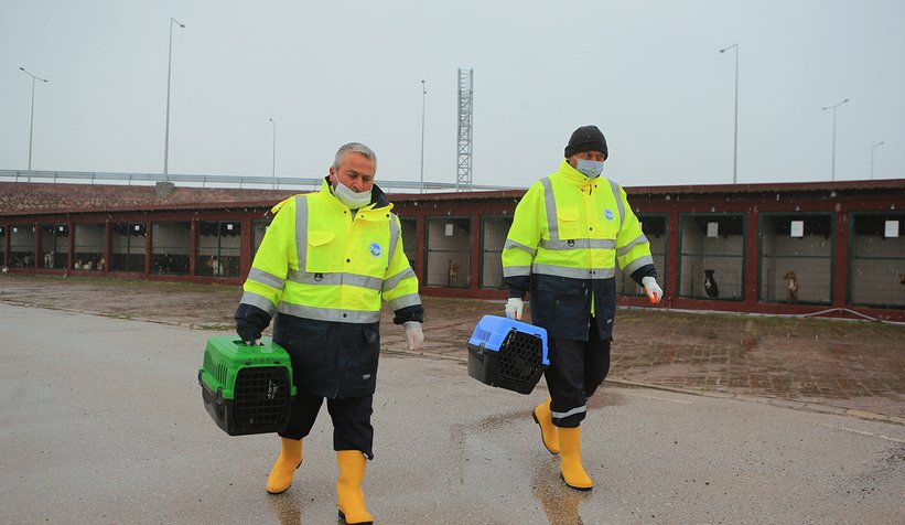 Gündem olmuştu, anne köpek ve yavrularını koruma altına aldı