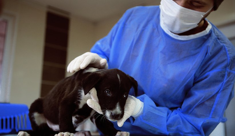 Gündem olmuştu, anne köpek ve yavrularını koruma altına aldı