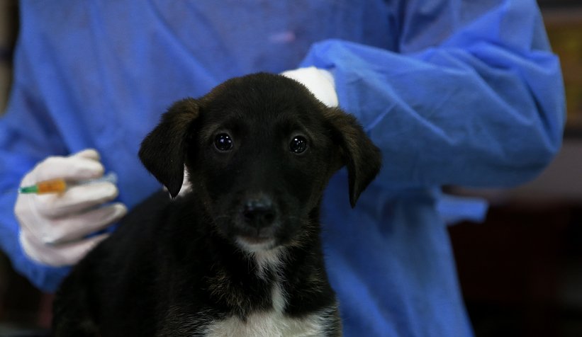 Gündem olmuştu, anne köpek ve yavrularını koruma altına aldı