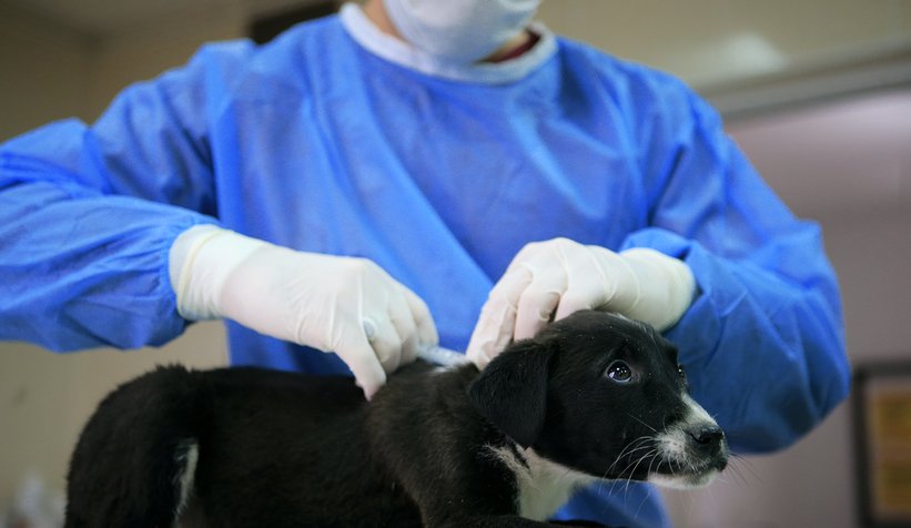 Gündem olmuştu, anne köpek ve yavrularını koruma altına aldı