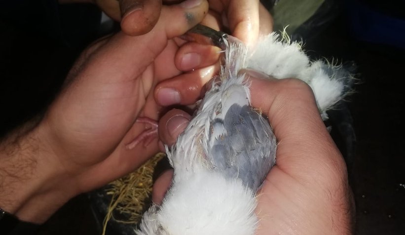 Güvercini için itfaiyeden yardım istedi