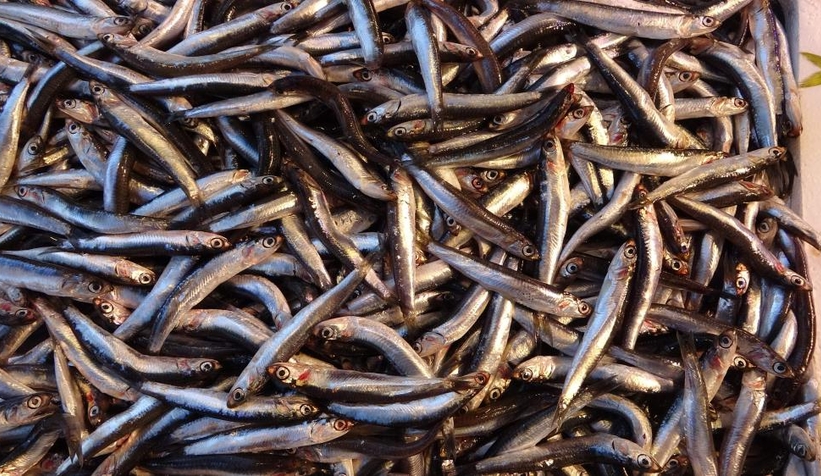 Hamsi ihracatına palamut darbesi