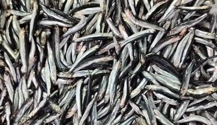  Hamsinin muhteşem dönüşü