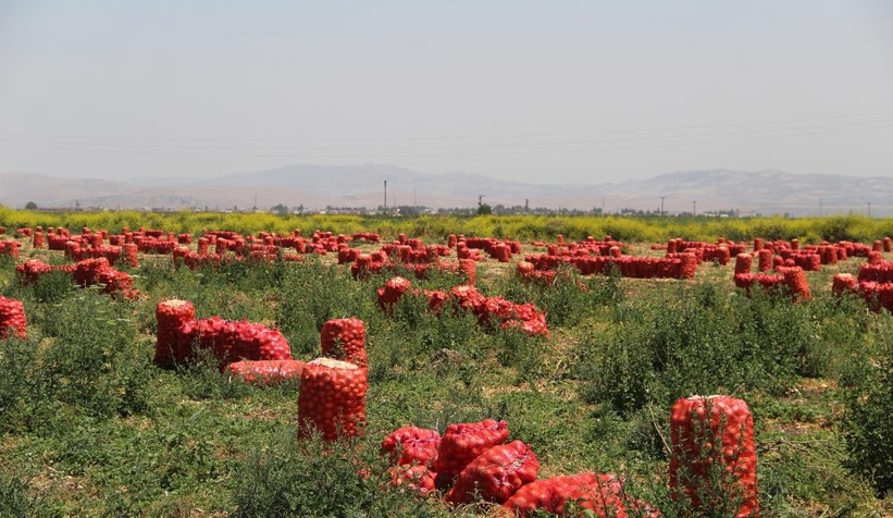 hasat-suruyor-soganin-tarlada-fiyati-4-liraya-kadar-indimufrmzermz