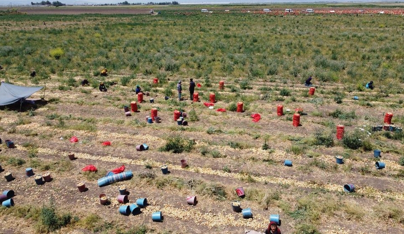 hasat-suruyor-soganin-tarlada-fiyati-4-liraya-kadar-indimufrmzermz