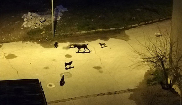 hastane-bahcesinde-kediyi-bogarak-oldurdulerugz4elb5rg