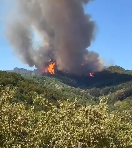 Hendek'te ki orman yangınıyla ilgili 2 kişi adli kontrolle serbest