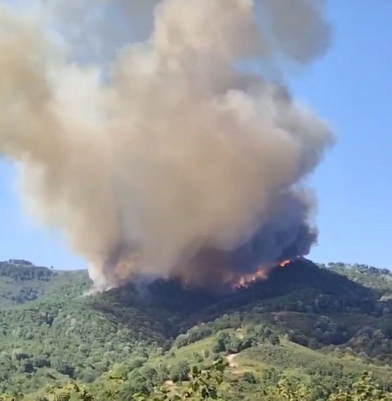 Hendek'te orman yangını çıktı