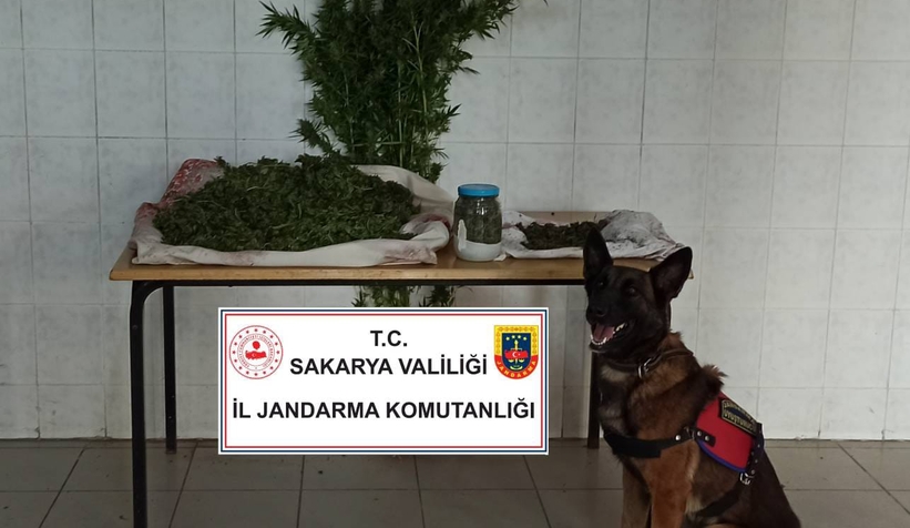 Hendek'te zehir baskını