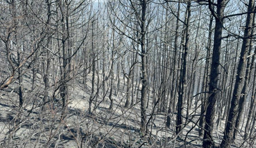 Hendek yangınında 2 kişi adli kontrolle serbest