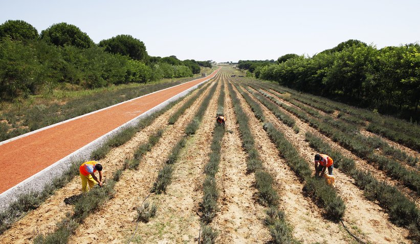 Her gün rengarenk bir hasat var