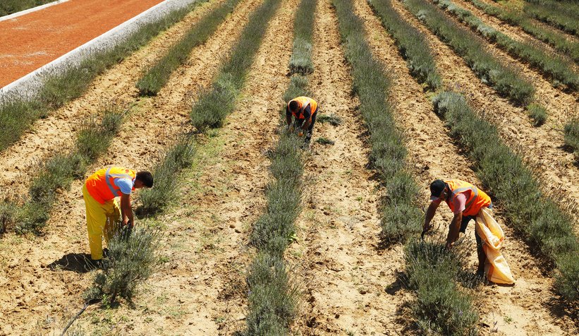 Her gün rengarenk bir hasat var