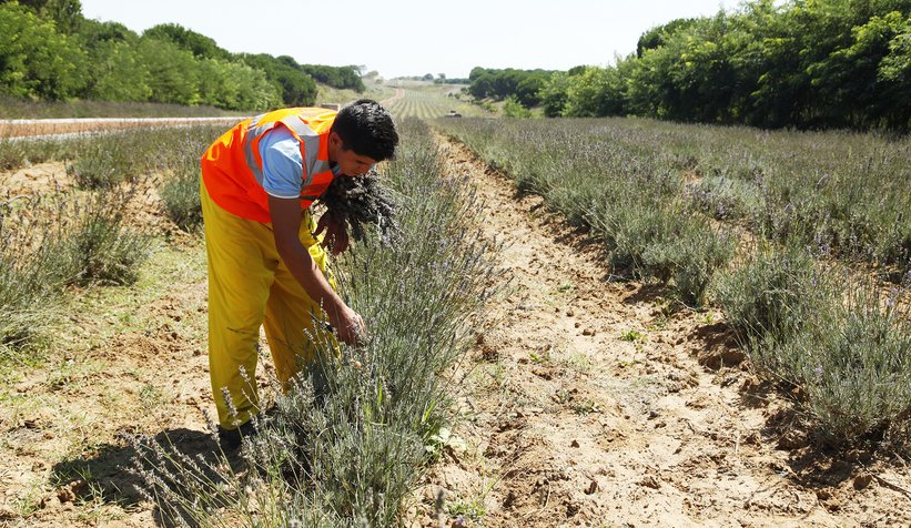 Her gün rengarenk bir hasat var