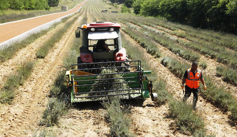 Her gün rengarenk bir hasat var
