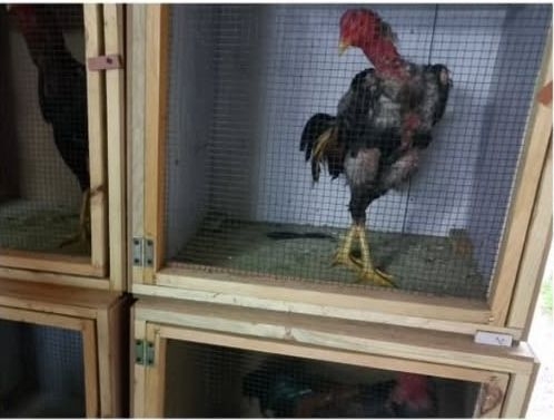 horoz-dovusturenler-sucustu-yakalandintr6nhbnc3