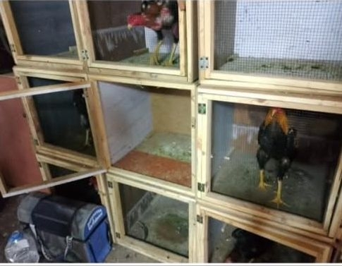 horoz-dovusturenler-sucustu-yakalandintr6nhbnc3