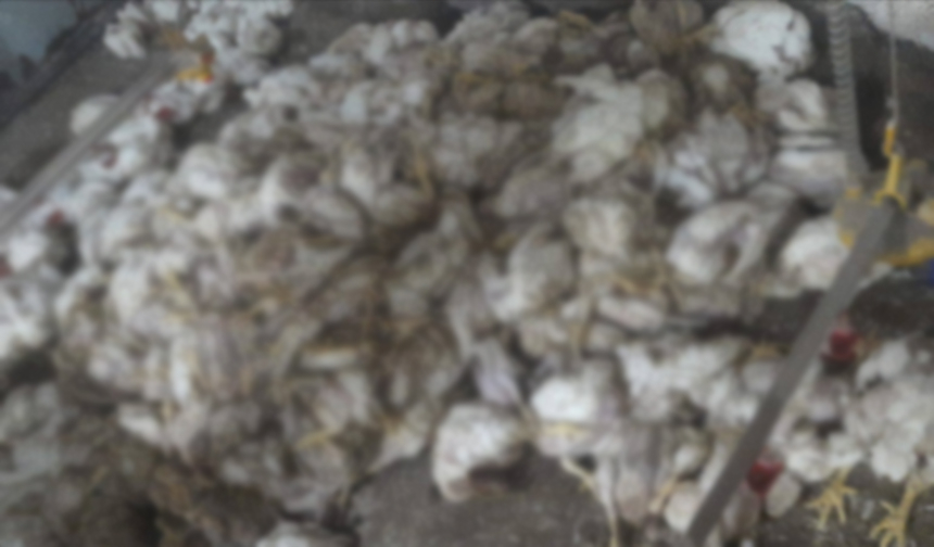 Hortum çatıyı uçurdu, tavuklar telef oldu