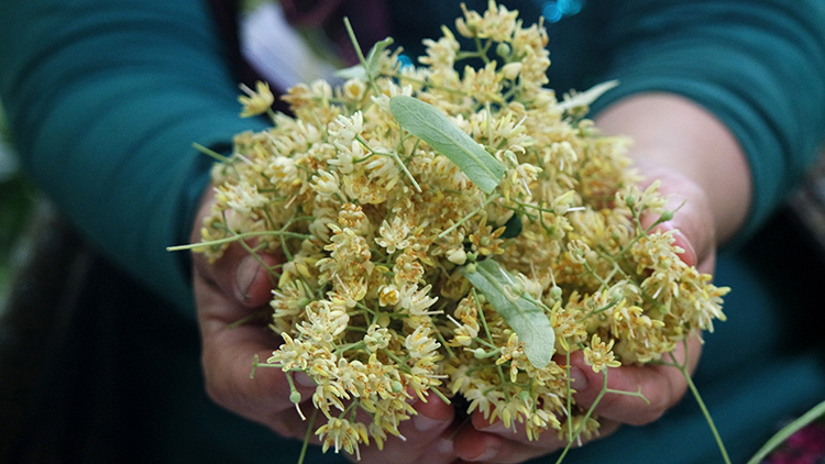 Ihlamur yüzleri güldürdü