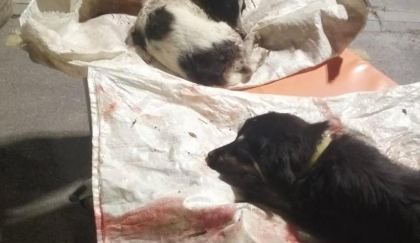 İki köpeğe işkence etti