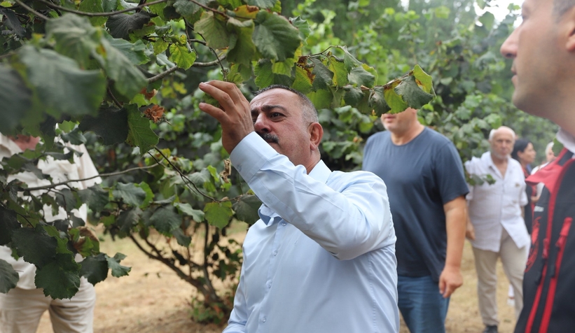 İl Tarım Müdürü Asım Baş, sahaya indi; Akyazı'da bahçelerde incelem yaptı
