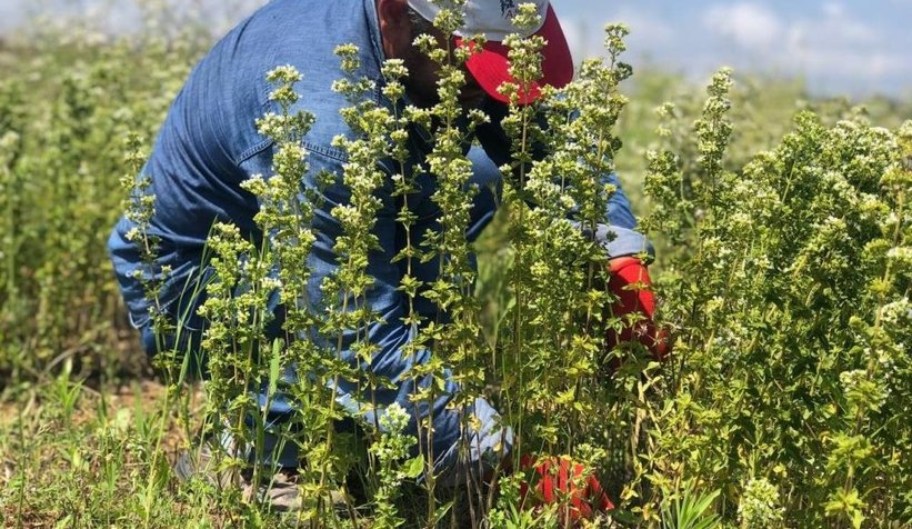 İlk kez dikilen İstanbul kekiğinin hasadı yapıldı