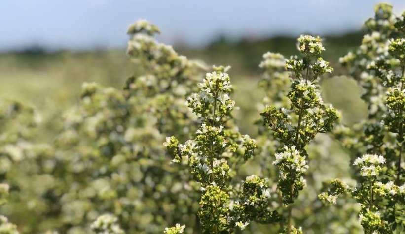 İlk kez dikilen İstanbul kekiğinin hasadı yapıldı