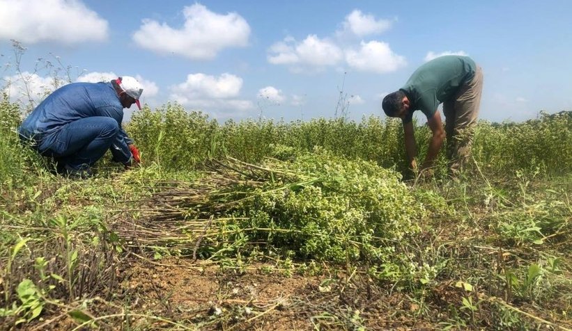 İlk kez dikilen İstanbul kekiğinin hasadı yapıldı