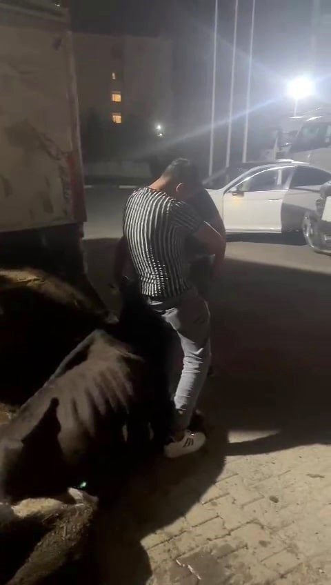 İneğe eziyet olayında şüpheliler serbest