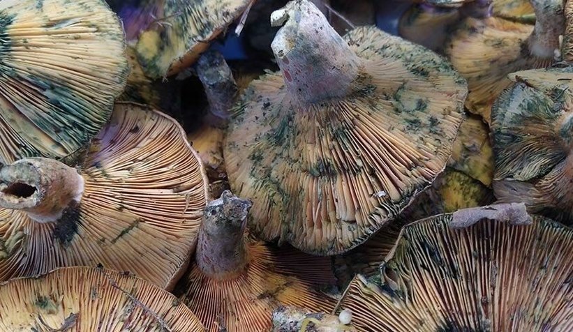 İnsanlar zehirli sanıp korkuyor