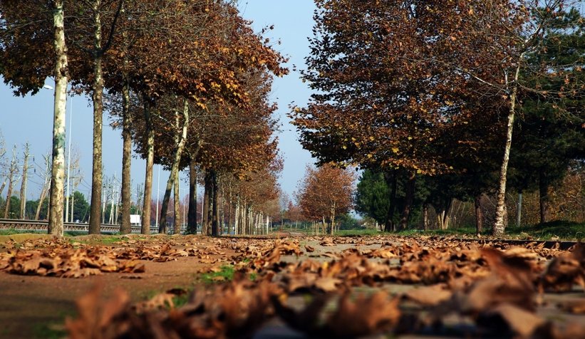 İnsanların boşalttığı şehri doğa süsledi