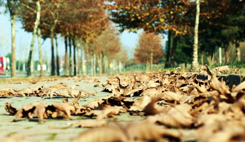 İnsanların boşalttığı şehri doğa süsledi