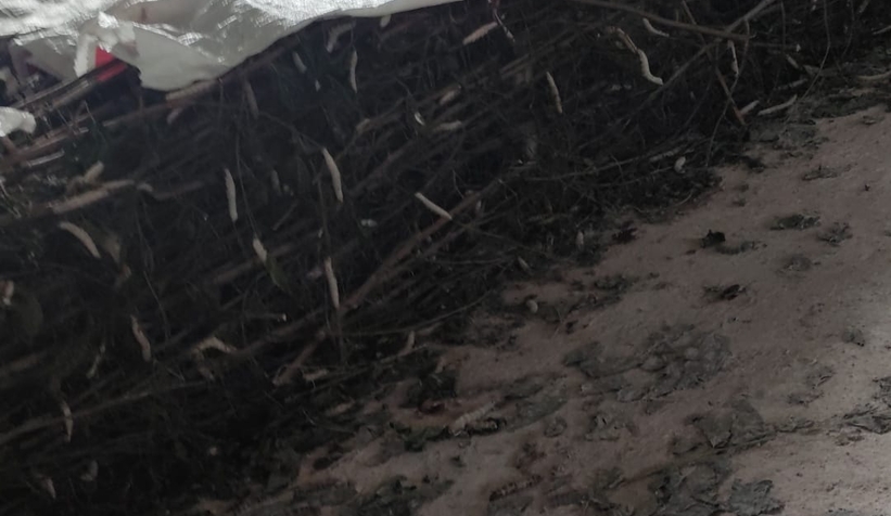 İpek böcekleri koza olamadan öldüler, kooperatifi suçladı