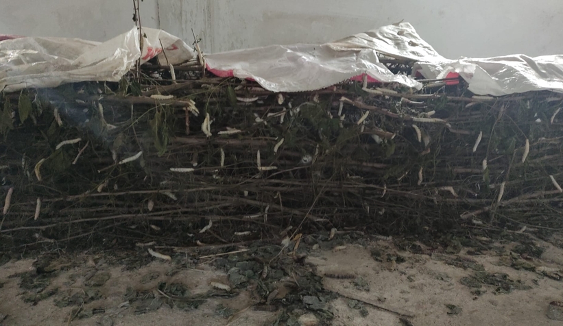 İpek böcekleri koza olamadan öldüler, kooperatifi suçladı