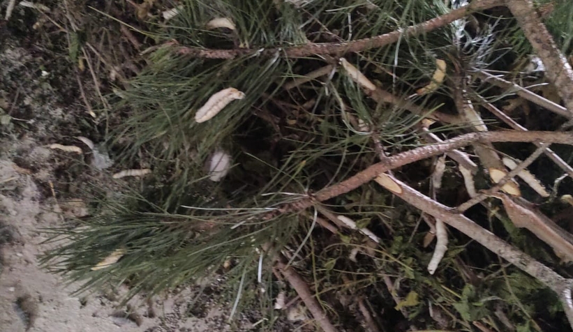 İpek böcekleri koza olamadan öldüler, kooperatifi suçladı