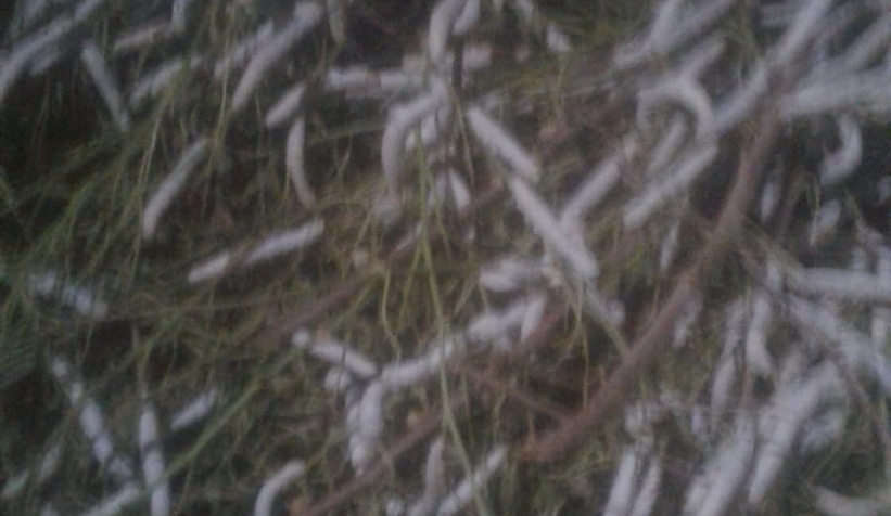 İpek böcekleri koza olamadan öldüler, kooperatifi suçladı