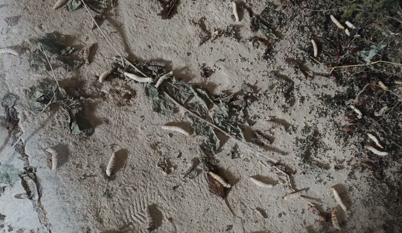 İpek böcekleri koza olamadan öldüler, kooperatifi suçladı