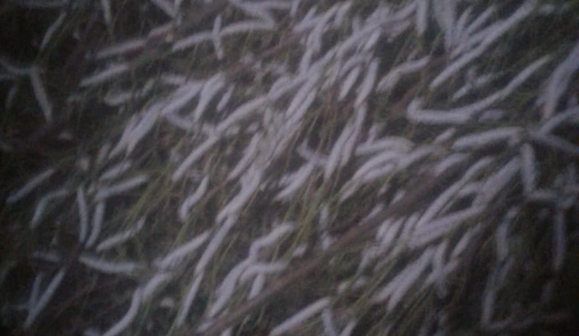 İpek böcekleri koza olamadan öldüler, kooperatifi suçladı