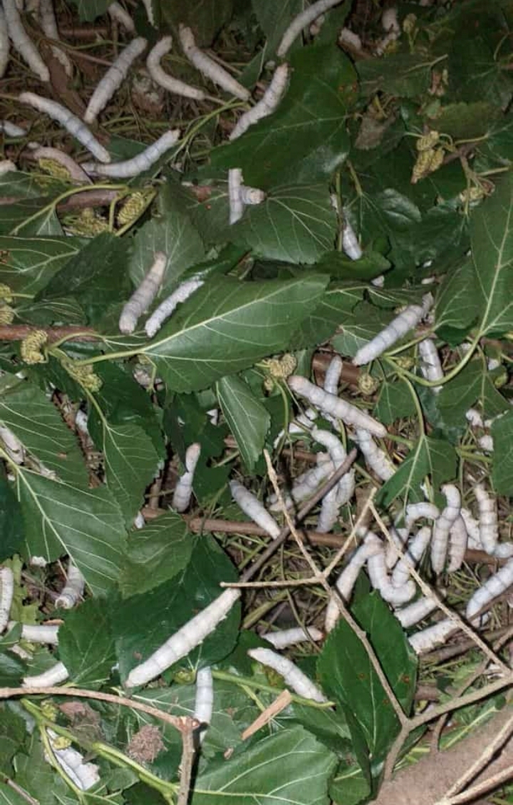 İpek böcekleri koza olamadan öldüler, kooperatifi suçladı