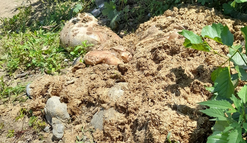 İşkembe ve sakatatları çevreye attılar