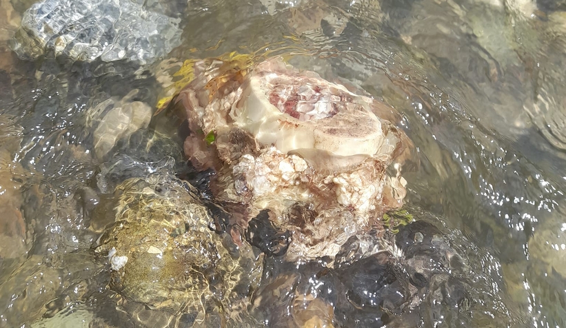 İşkembe ve sakatatları çevreye attılar