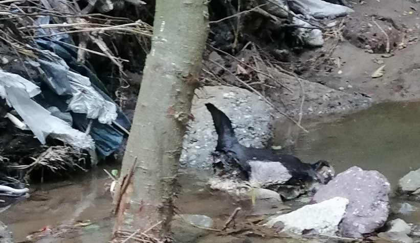 İşkembe ve sakatatları dereye attılar