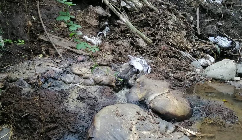 İşkembe ve sakatatları dereye attılar